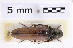 Foto (Dorsalansicht) von Melanotus murzini (Platia & Schimmel, 2001) (NHMW-ZOO-COL-0007652)